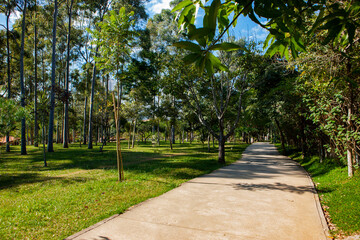 garden path in the morning