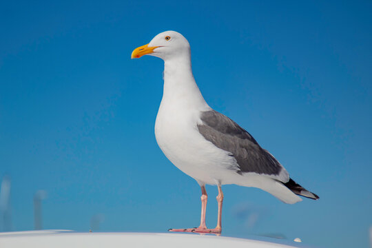 A seagull posing for the camera