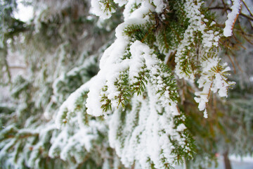Frosted fir tree branches covered in colder season