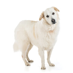 Great Pyrenees or Pyrenean Mountain Dog