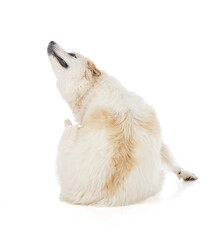 Great Pyrenees or Pyrenean Mountain Dog scratching
