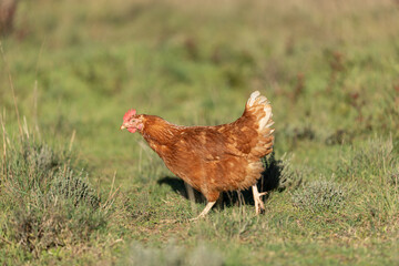 Portrait of a free-range hen