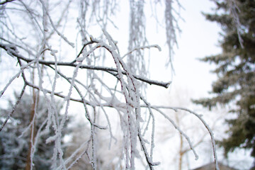 Frosted tree branches covered in colder season