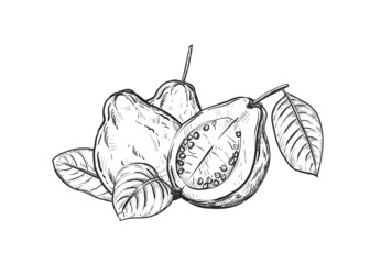 Hand drawn sketch black and white of fruit guava, plant, leaf. Vector illustration. Elements in graphic style label, card, sticker, menu, package. Engraved.
