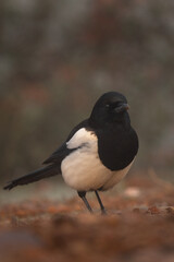 Eurasian magpie walking in Penalajo area. Magpie checking surround. European wildlife.