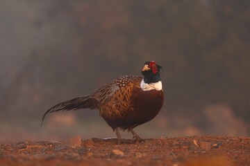 Common pheasant walking in Penalajo area. Pheasant during sun set. European wildlife. 