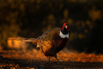 Common pheasant walking in Penalajo area. Pheasant during sun set. European wildlife. 