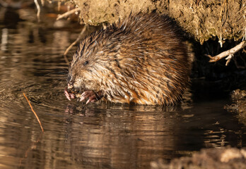 A Muskrat skillfully using its hands (or hand-like front feet) with sharp pink claws, to hold a piece of soft bark it is consuming.