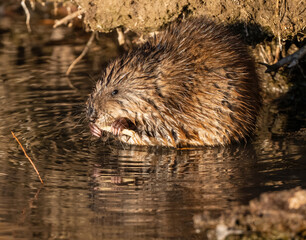 A Muskrat holds on to its well-chewed piece of bark with its striking pink claws while making eye contact with the viewer. Observed at close range.