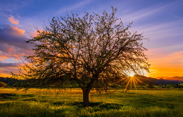 Sunset Oak against Ventana Wilderness