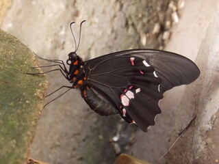 Borboleta Negra Vermelha e Branca