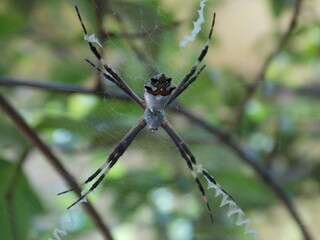 Aranha na teia