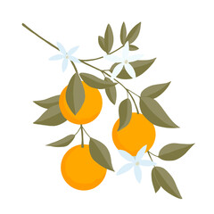 Isolated set of hand drawn Oranges branch. Floral print. Sketch Exotic tropical citrus fresh fruit, tangerine with leaves and flowers. Vector cartoon minimalistic style  illustration. Doodle pattern