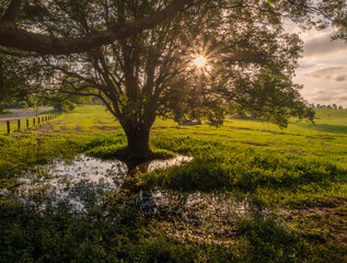 Afternoon Sun Coming Through Tree in Parkland