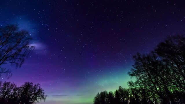 Epic Aurora Borealis and purple colored sky at night with silhouette of trees - Stars and Comets flying at sky