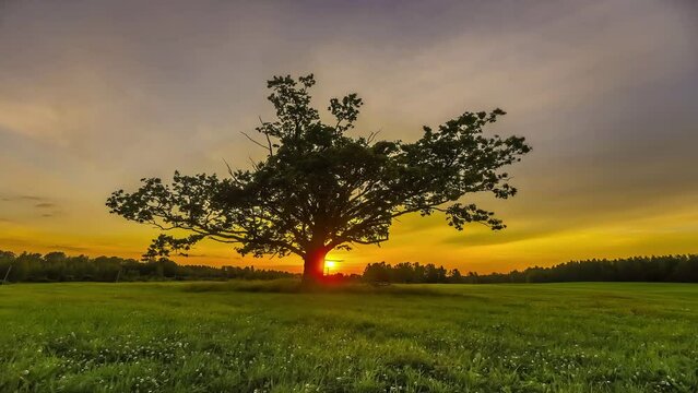 Silhouette of mystic giant tree growing on pasture during sunset time in background - time lapse shot