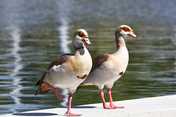 Naklejka na ściany i meble Two Egyptian Geese on the edge of a man made pond, Great Park 3 Mar 2022