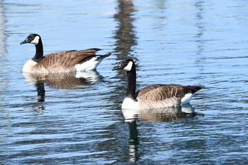 Two Canada Geese floating in a man made pond