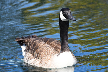 A Canada Goose swimming in a man made pond
