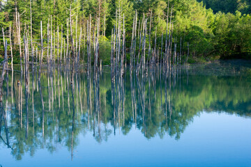春の青空を映す青い池の水面　美瑛町
