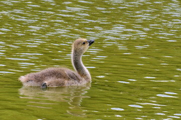 Baby gosling Canada Goose swimming in water