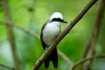 great spotted woodpecker