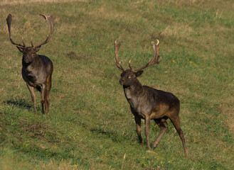 Wild deer (Dama dama) fighting in summer, in their natural habitat.