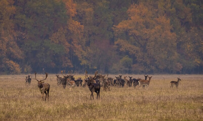 Fototapeta na wymiar Wild deer(dama dama) in autumn magic morning, in the forests of Romania