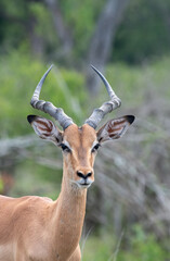 Naklejka na ściany i meble Impala in Kruger