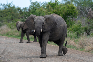 Naklejka na ściany i meble two elephants crossing the road