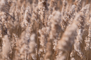 Water plants in perfect natural sunlight in the wind close up, natural textured backgrounds photograph.