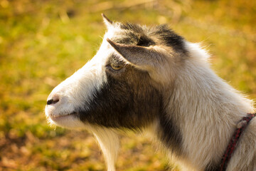 muzzle of a goat in profile