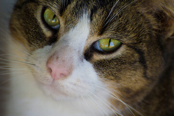 cat face with yellow eyes