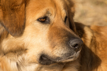 muzzle of a red dog close up
