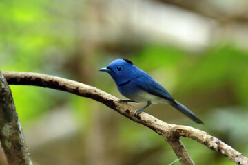 a Black-naped Monarch on branch