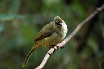 Streak-eared Bulbul