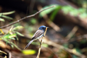 a famale Black-naped Monarch on branch