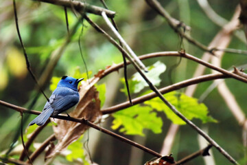 a Black-naped Monarch on branch
