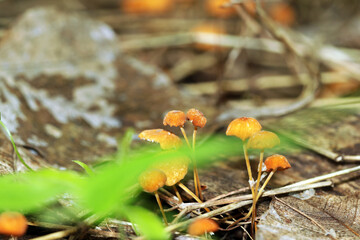 a wild mushroom in the forest