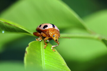 ladybird on leaf