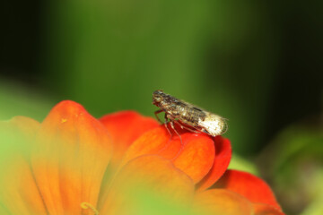 A fly insect on red flower