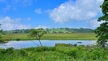 青空バックに見る夏の八島ヶ原湿原の情景＠長野