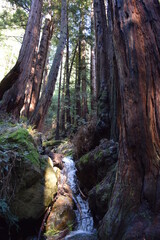 Redwood waterall