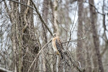 red tailed hawk in the forest