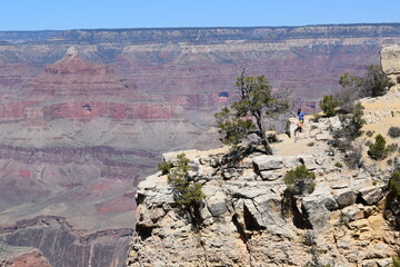 Tree in the Grand Canyon