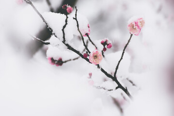 Snow And Plum Blossom