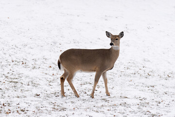 Wild roe deer in a frost covered field during winter season