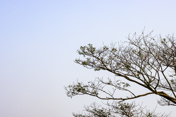 A big tree branch under the cloudy sky with copy space