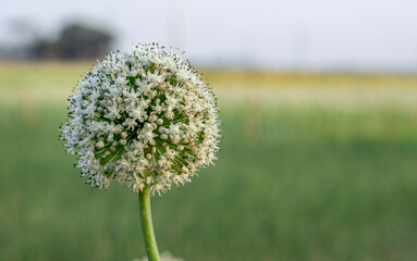 A fully bloomed white onion flower in front of a green bokeh background with copy space