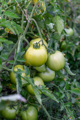 Organic young tomatoes growing inside of an agricultural land